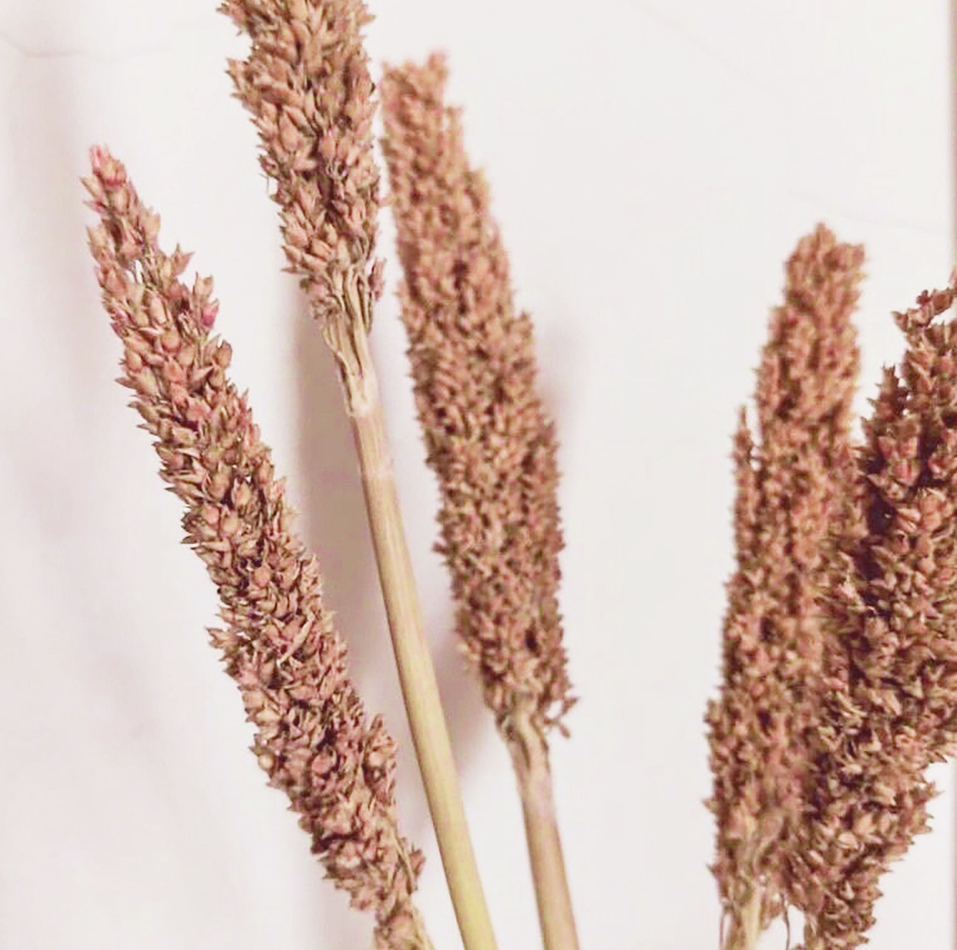 Cantal Grass Bunch - Rust